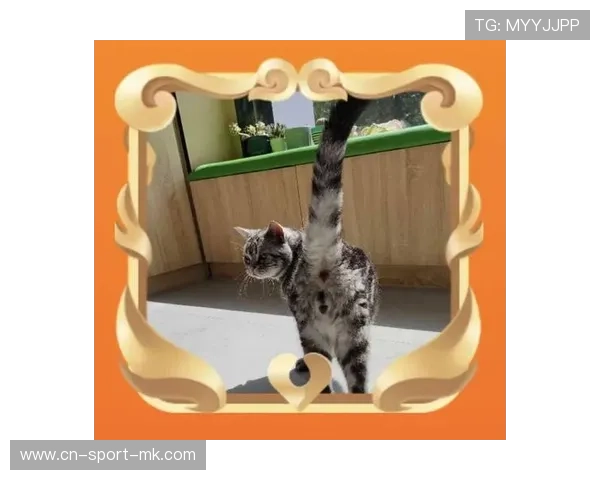 板球赛场下猫咪闯入！选手停赛捕猫